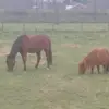 daisydonna - @daisy.donna - TikTok
