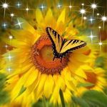 Donna Dellinger - @dellingerdonna - Instagram
