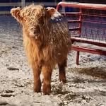 Donna Denham - @44farmhouseevents - Instagram