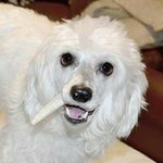 Donna Toomey DeVore - @yvkn6569 - Instagram