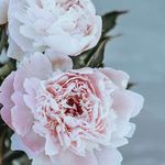Donna Diedrich - @donnadiedrich - Instagram