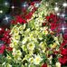 Donna Dillard - Facebook