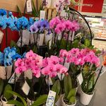 Donna Doty - @dotydonna1969 - Instagram