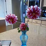Donna Drews Crouch - @donnadrews - Instagram