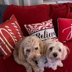 Donna Eckel - @donna7298 - Instagram