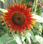Donna Eggleston - Facebook