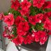 Donna Ellington - Facebook