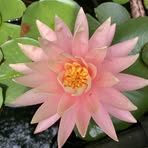 Donna Ammoscato Elswick - Facebook