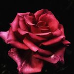 Donna Ennis Smiley🌹 - @smiley6248 - Instagram