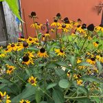 Donna Falcon - @donna.falcon.108 - Instagram