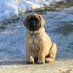 Donna Findlay Sawyer - @jedthemastiff - Instagram