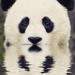 Donna Fisk - @pandasurprises - Instagram
