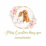 Donna Fleming - @misscavalierkingpoo - Instagram