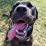 Donna Flint - @cootie2013 - Instagram