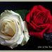 Donna Foote - Facebook