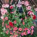 Donna Gillard - Facebook