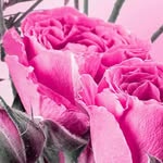 Donna Goad Caldwell - @caldwell402 - Instagram