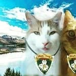 Donna Goddard - @donnagocat - Instagram
