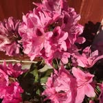 Donna Goddard - @donnagoddard2008 - Instagram