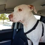 Donna Gough - @loppysmum - Instagram