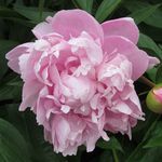 Donna Rowland Gough - @donnagough1 - Instagram