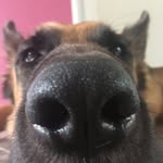 Donna The German Shepperd - @donnagram_h - Instagram