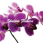 Donna Greaves - @shalousflowers - Instagram