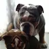 donnagreenfield5 - @donnagreenfield5 - TikTok
