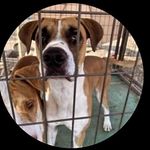 Donna Greenlee - @janicevr63 - Instagram