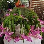 Donna Grimm - @grimmmama - Instagram