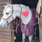 Donna Hamer - @xcmh.horses.9 - Instagram