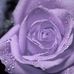 Donna Hamrick - Facebook