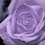 Donna Hamrick - @purplerose131964.dh - Instagram