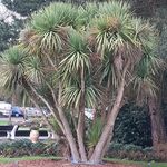 Donna Hanley-Worsfold - @palm.treephotography - Instagram