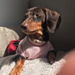Hanna - @donnahanna_daschund - Instagram