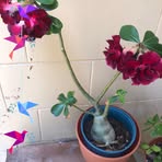 Donna Harder - Facebook