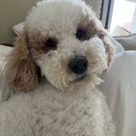 Donna Hardwick - @morningboop - Instagram