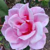 Donna Hatch, Regency Romance - @donna.hatch29 - TikTok