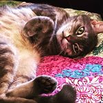 Donna Hawkins - @donna_hawkins_artist - Instagram
