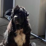 Donna Hawkins Art & Newfie Mum - @donnahawkins.artist.newfie - Instagram