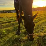 Donna🐴 - @donna_herz - Instagram