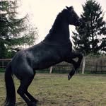 Donna-Ein Pony Mit Herz - @donna_drp - Instagram