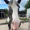 𝓓𝓸𝓷𝓷𝓪🤍 - @johanna.herz.donna - TikTok