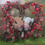 Donna Eastridge Hitt🐖 - @djhitt821 - Instagram