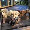 Donna's House Of Dachshunds , - @donnas.house.of.d - TikTok