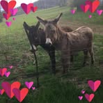 Donna Housley - Facebook