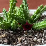 Donna Hyder - @succulentshelf - Instagram