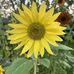 Donna Ianson - Facebook