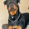 Donna & Ozzi - @donna_irish_mum - TikTok