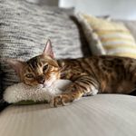 Donna Isabel Nicolas Lithgow - @donna.thebengal - Instagram